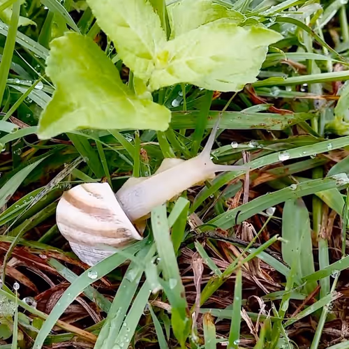 Touch Grass