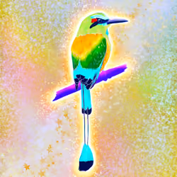 Shiny Turquoise Browed Motmot