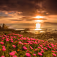 Nature Views
