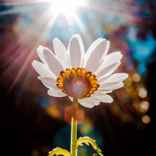 Aural Light Collection V3