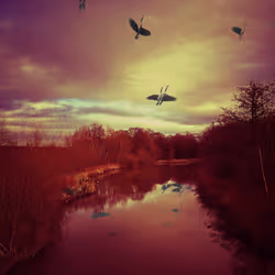 Apocalyptic Wings