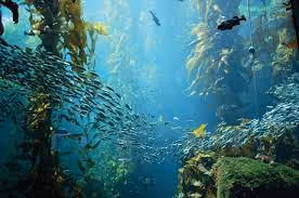 Ocean