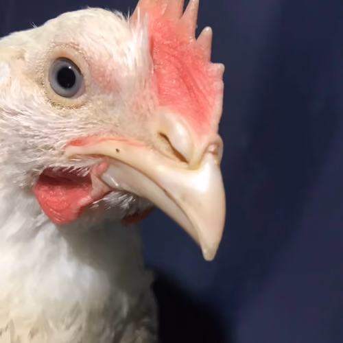 Chicken #2