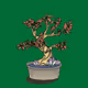 Bonsai - WlyS30Ch25