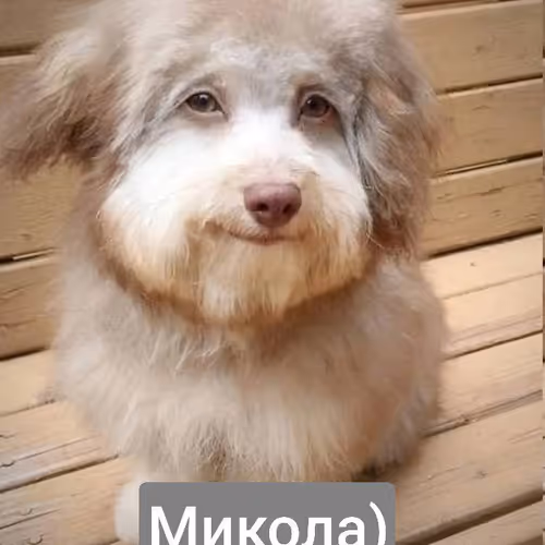 mikola