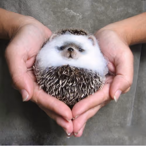 HEDGEHOGS