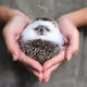 HEDGEHOGS