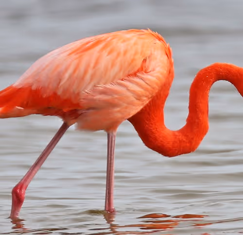 FlamingO