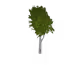 NFTrees V4