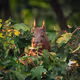 Squirl Neighborhood