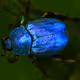 bugs