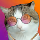 Cat Stepan