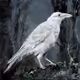 White Raven