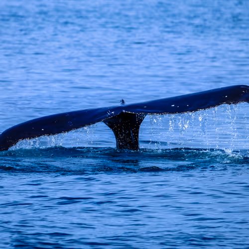 whale