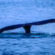 whale