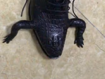 croco