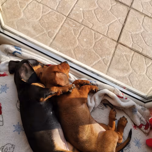 doges