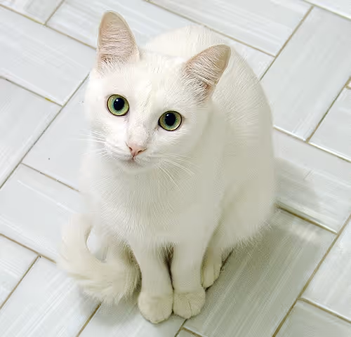 White cat