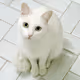 White cat