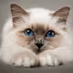 Holograph cat V2
