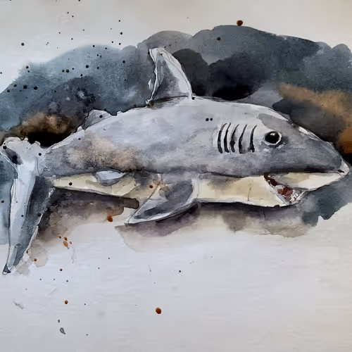 Shark