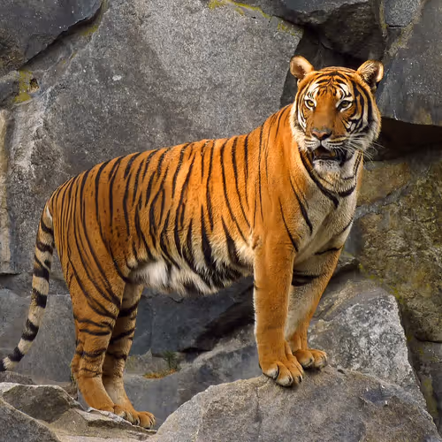 tiger