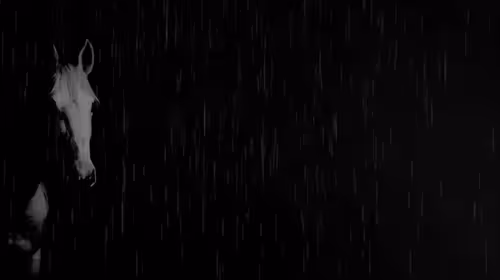 Item #7000000000000000063 Media