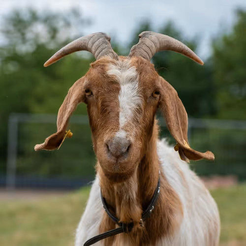 Goat