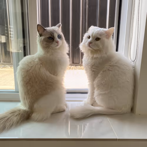 Cats