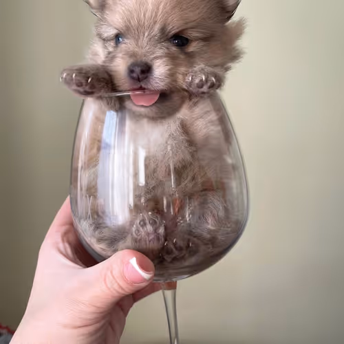 minkatunger