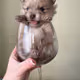 minkatunger