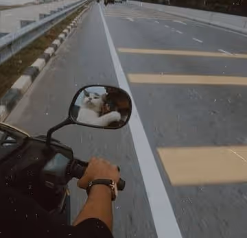 mr.Cat