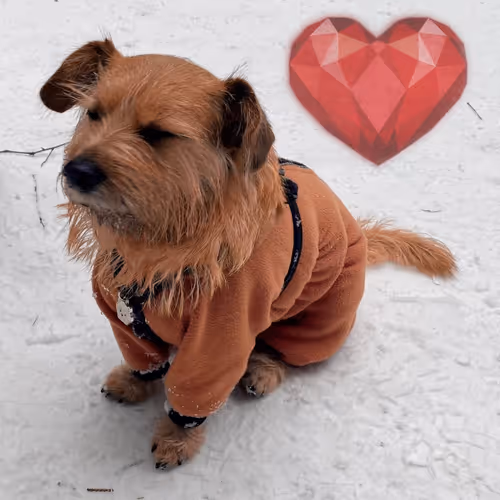 Funny dog