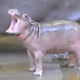 hippo