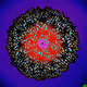 The Flower of Life