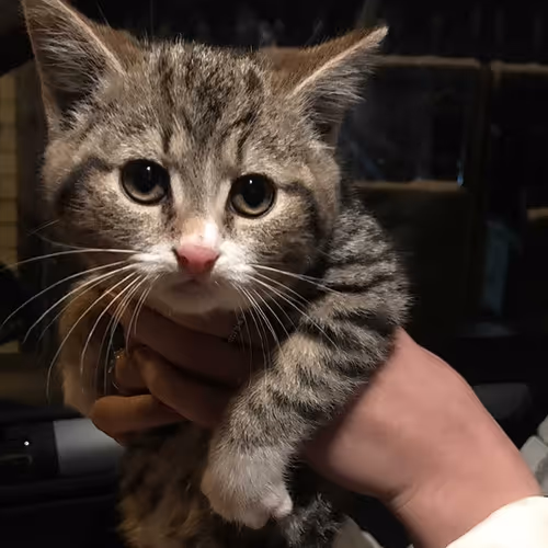 CryptoGranny_collection