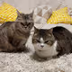My_Cute_Animals