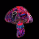 B3T - Mushrooms