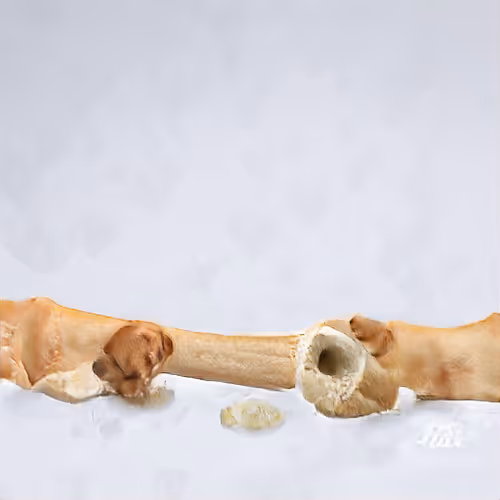 A good dog deserves a good bone.