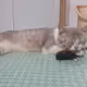 SaiGonCat