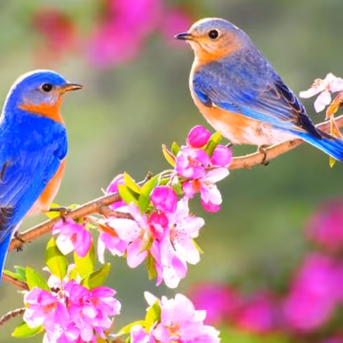 bird