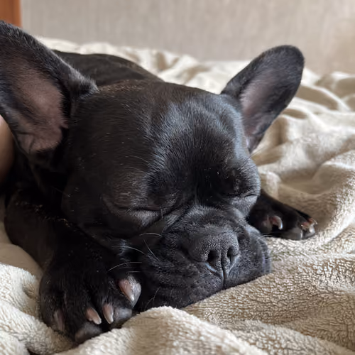 Just_my_sleeping_dog)