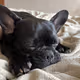My_dog