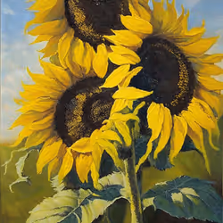 Sunflowers