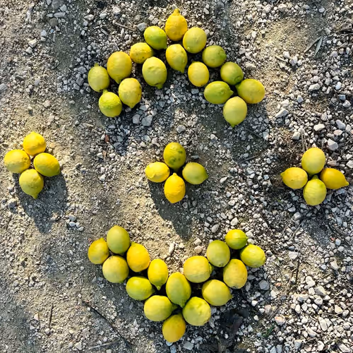 GOLOGRAPH