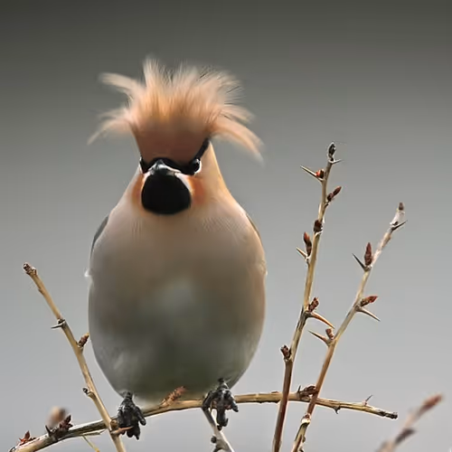 Birds