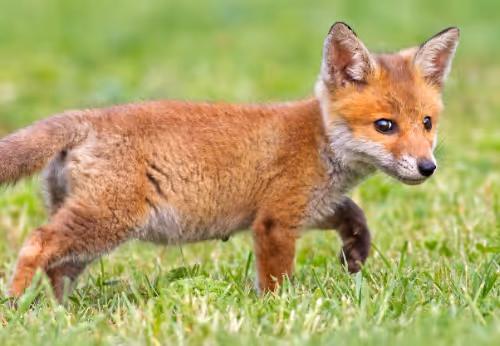 Fox