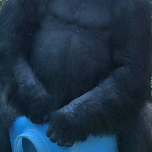 Gorilla