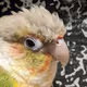 Wilson Mango Pictures