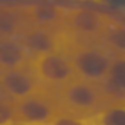 TokenID 1437